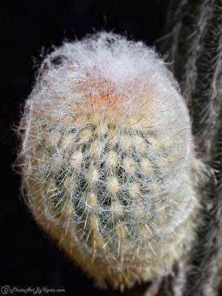 Fuzzy Wuzzy Cactus
