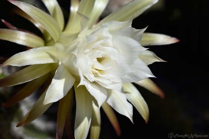 Cactus Flowering White